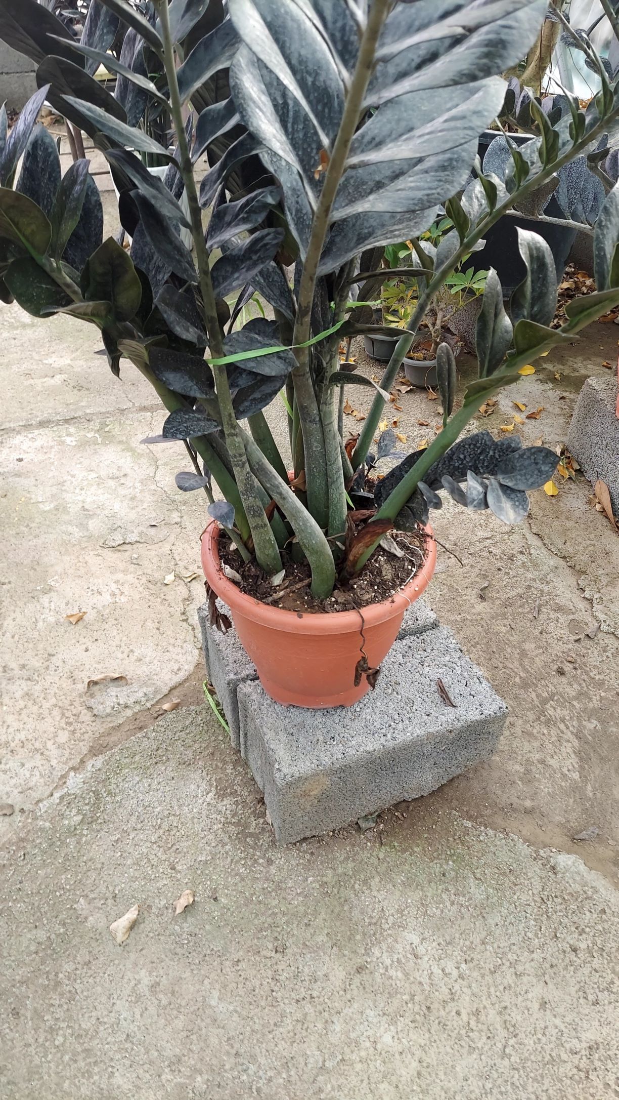 گل وگیاه